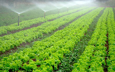 doctorado-en-agricultura-distancia