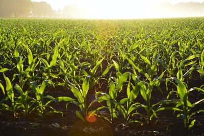 doctorado-en-agronomia