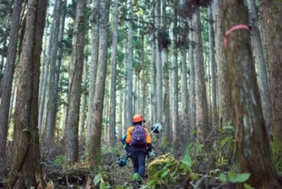 Licenciatura en ingeniería forestal