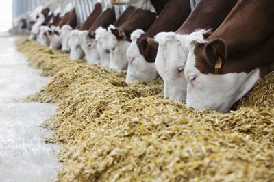 Licenciatura en Nutrición Animal