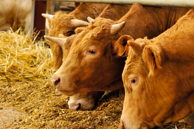 Maestría en Nutrición Animal